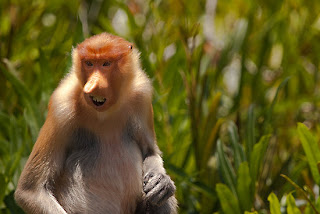 proboscis monkey