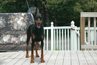 Chó Đức Doberman Pinscher