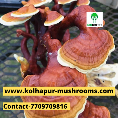 Scope Of Ganoderma Mushroom