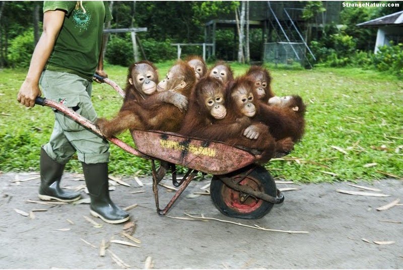 funny images of monkeys. Eight funny monkeys in a