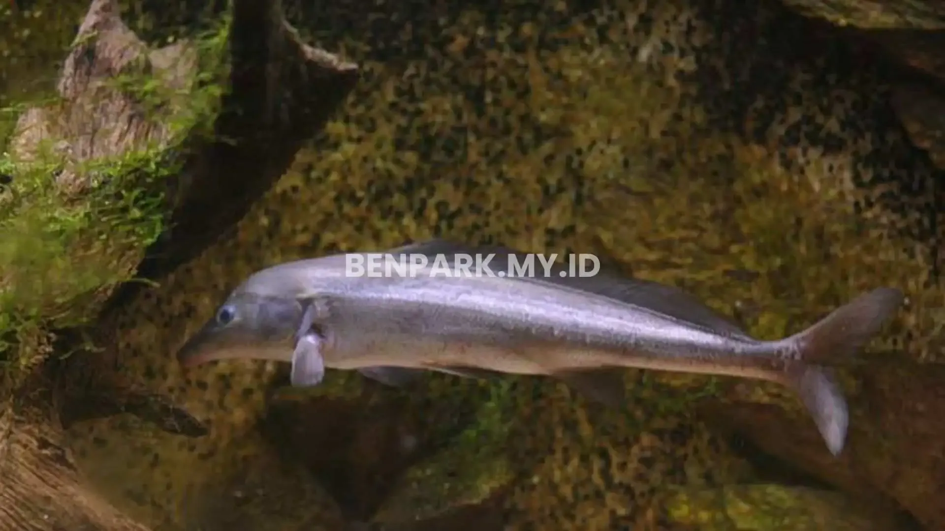 Eastern Bottlenose Mormyrid