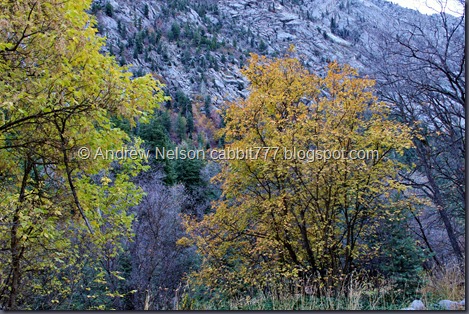IMG_3735 - Copy