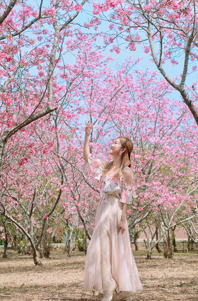 台中新社月湖莊園櫻花林上百棵粉紅富士櫻盛開，免費參觀拍照