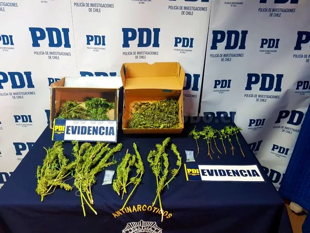 PDI decomiso marihuana