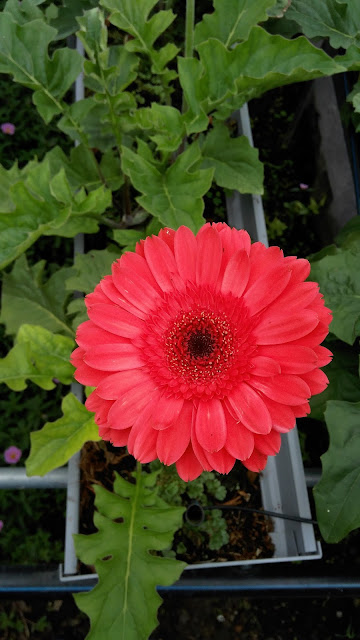 Gerbera Daisy @ Cameron Highland (Red Color) 