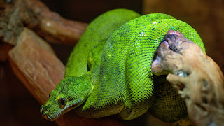 Animal Zoo Green Predator