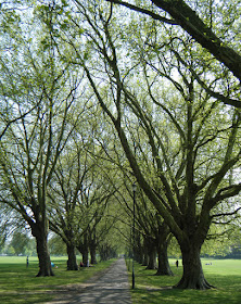 Plane Tree Avenue, Jesus Green