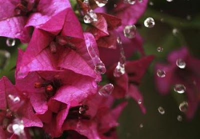 How to grow bougainvillea