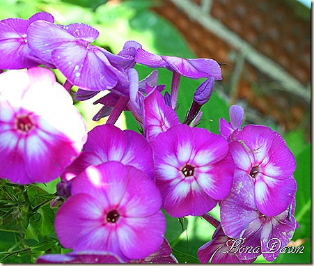 Phlox_Laura_Aug30