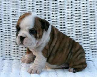 Bulldog Puppies Picture