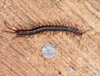 Centipede - Hundred Feet