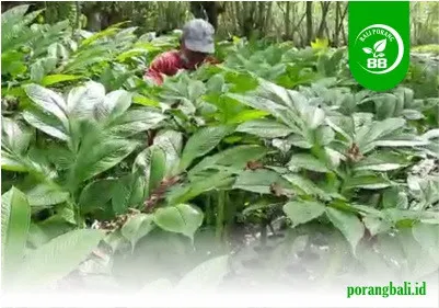 Ciri daun porang