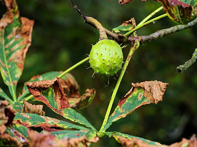 A single conker hanging between leaves with extensive damage