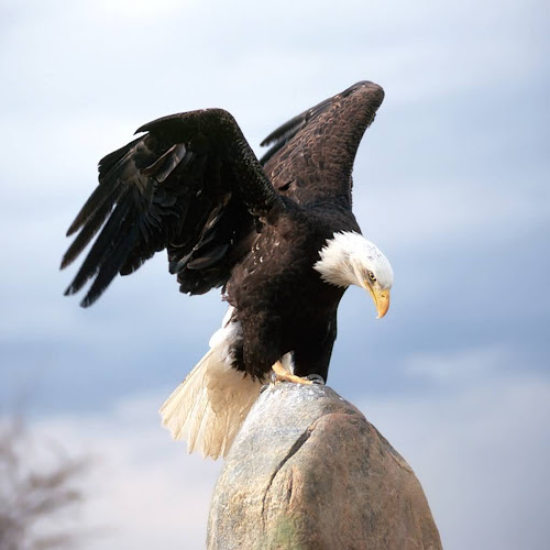 40 Lebih Foto Burung Elang Keren Glmour Gallery Wallpaper