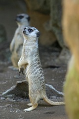 suricate