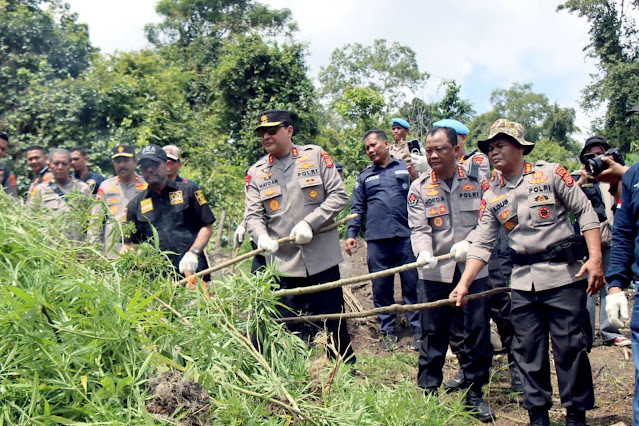 Kapolda Aceh Selamatkan Generasi Muda: 11 Hektare Ladang Ganja Dimusnahkan di Tengah Pegunungan Aceh Besar