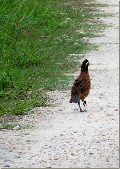100_2289crop