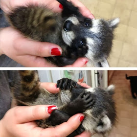 Funny animals of the week - 13 December 2013 (40 pics), cute baby raccoon