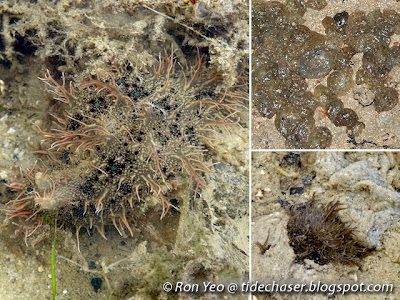 Hairy Sea Hare (Bursatella leachii)