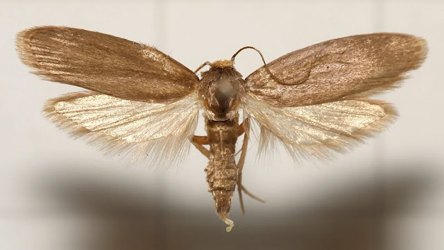 Greater Wax Moth