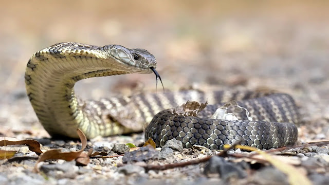 Tiger Snake