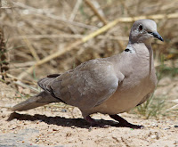 Tórtola turca (Streptopelia decaocto)