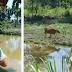 Viral Pria Punya Ikatan Batin dengan Hewan Ternak, Sapi Langsung ke Kandang saat Disuruh Pulang
