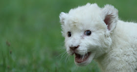 A dog adopts baby white lion, adoptive dad, baby white lion
