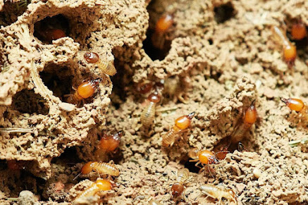 How Do You Get Rid Of Termites in New York City?