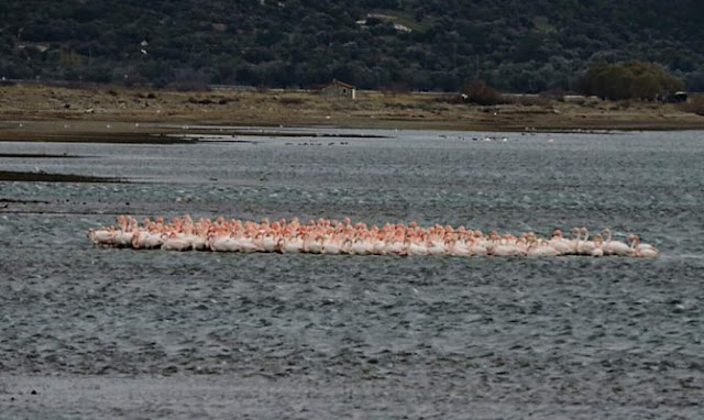 ΦΟΒΕΡΟ – Λέσβος: Πάνω από 1000 φλαμίνγκο αγκαλιάστηκαν … για να ζεσταθούν!!! (ΦΩΤΟ)