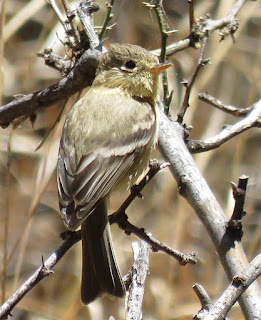 Buff-breasted Flycatcher