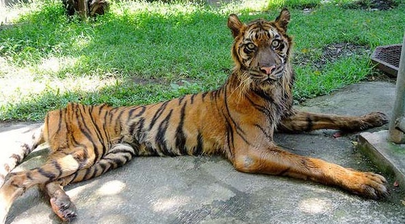 Zoo Neraka Paling Kejam Di Dunia Yang Terletak Di Indonesia