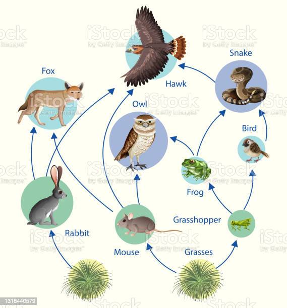 Food Chain: Definition, Diagram, Types, Examples.