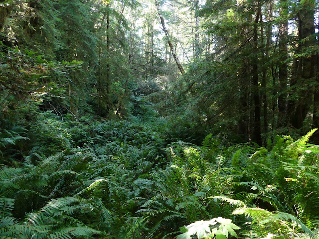 fern covered trail