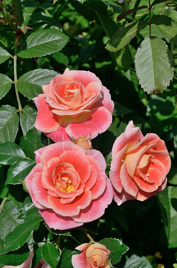 Airbrush сорт розы Кордес фото