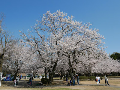 粟津公園 桜