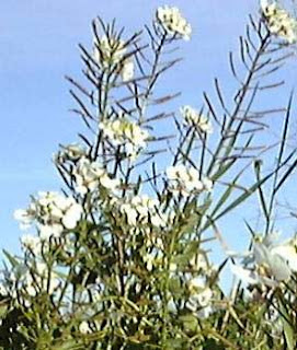 Planta leñosa de la cual los jilgueros extraen sus semillas