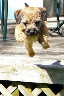 Border Terrier Puppy Pictures