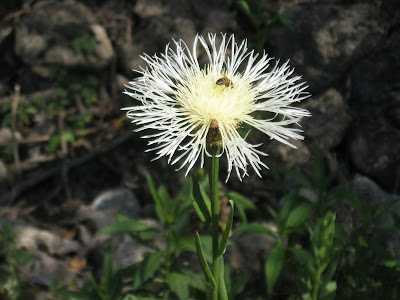 Wildflower, Monterrey