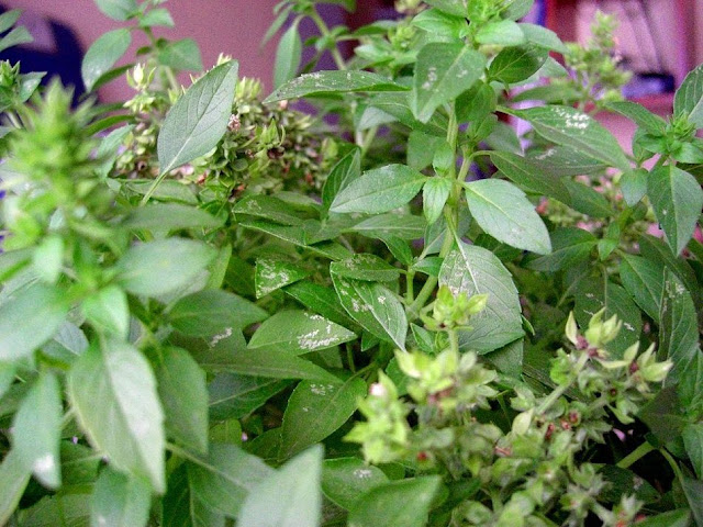 Trà Tiên -Ocimum basilicum var pilosum - Nguyên liệu làm thuốc Chữa Cảm Sốt