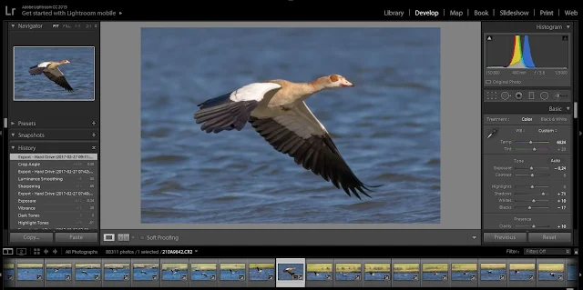 Birds in Flight Photography: Cropping & Post-Processing - Lightroom 5