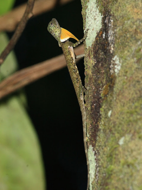 Five-banded Gliding Lizard - Draco quinquefasciatus