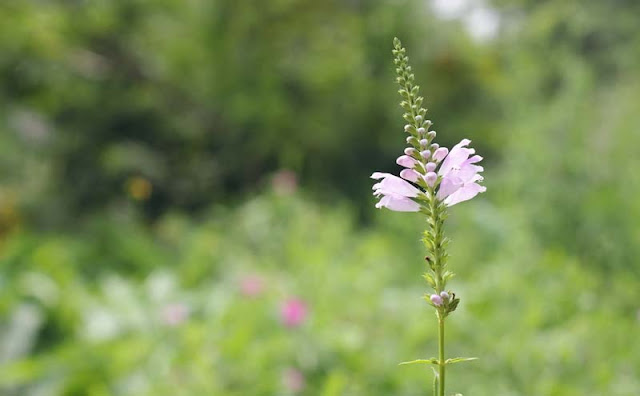 Physostegia Virginiana Flowers Pictures