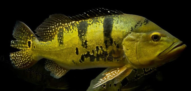 ikan peacock bass kelberi