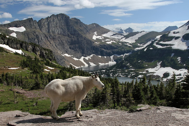 aerial view of glacier national park showing a mountain goat