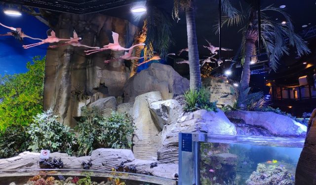 Dubai Aquarium: Top Activities, Ticket Prices, and More! WWNEED.COM