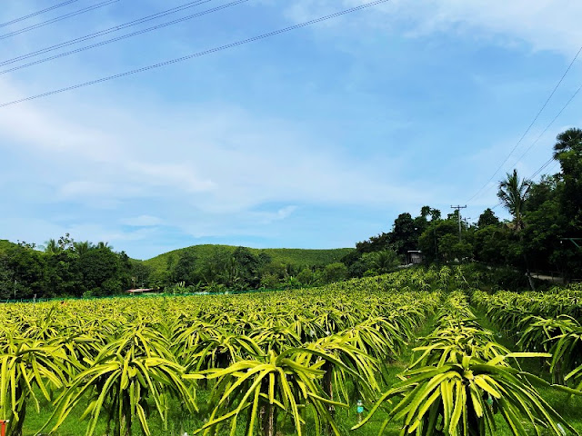 Dragon Fruit Farm in Liloan Cebu