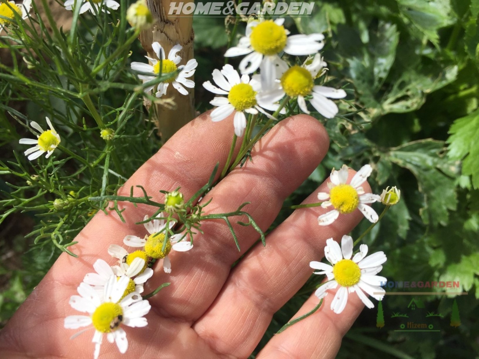 Companion planting chamomile with tomatoes, improves the health and flavour of your tomatoes, and deter pests too.