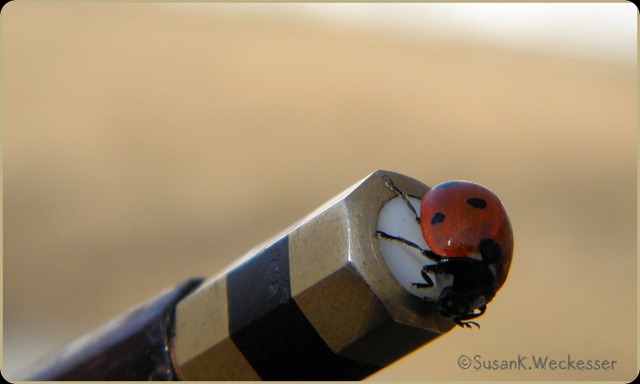 ladybug on bow