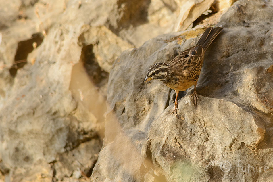 Kaljutsiitsitaja, Emberiza striolata, Striolated Bunting, tsiitsitaja, striated